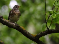 2016-05-16 16h37m04 - Kramsvogel - Riga - Cor Martijn